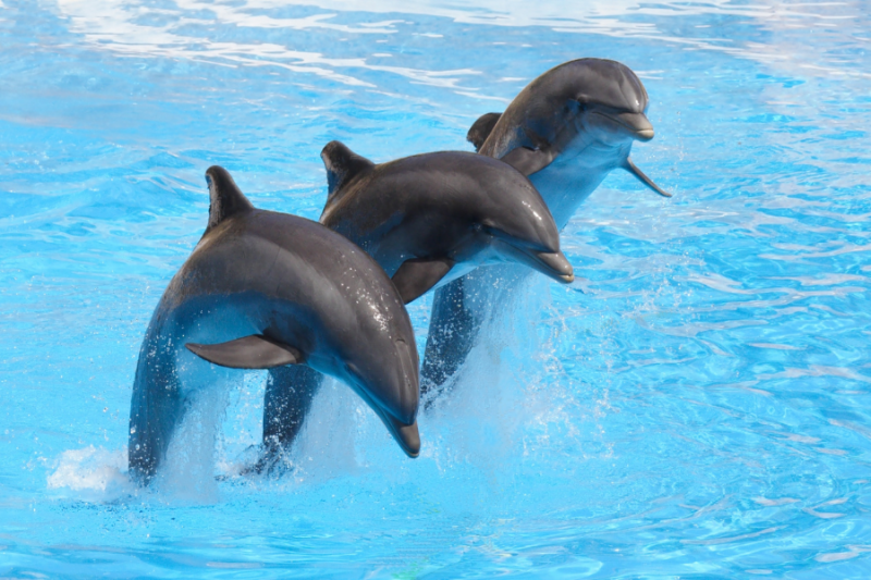 Visitando Marineland