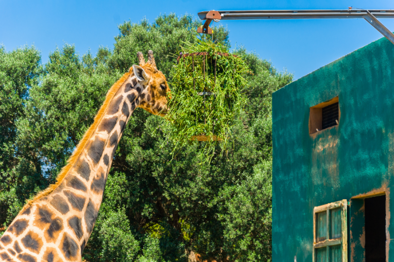 Zoo Safari de Sa Coma